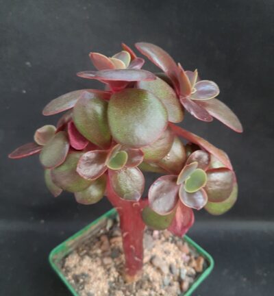 Echeveria Red Ball cristata