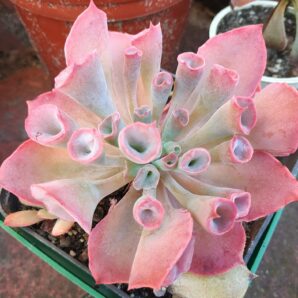 Echeveria Trumpet Pinky