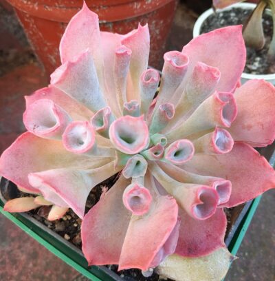 Echeveria Trumpet Pinky