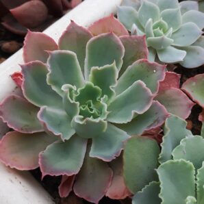 Echeveria ‘Neon Breakers’