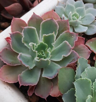 Echeveria ‘Neon Breakers’