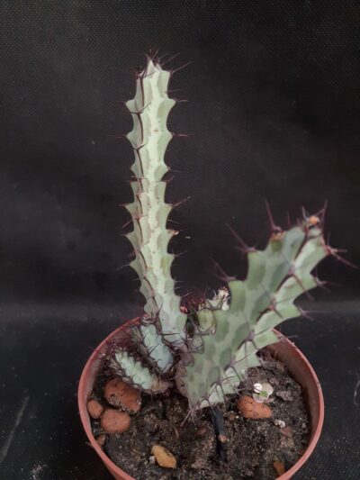 Euphorbia Greenwayi