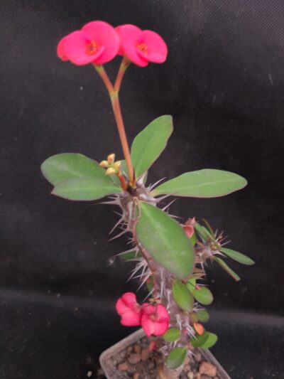 Euphorbia milii