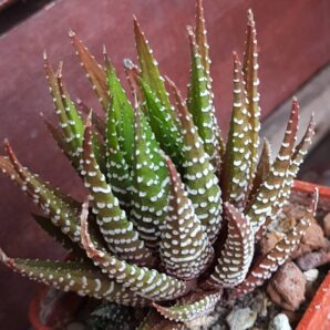 Haworthia Attenuata