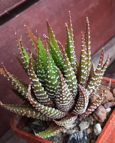 Haworthia Attenuata