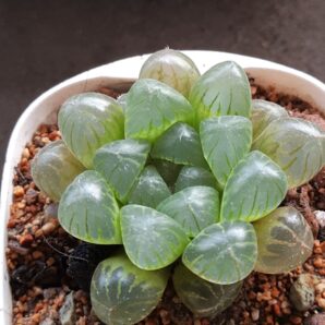 Haworthia cooperi obtusa