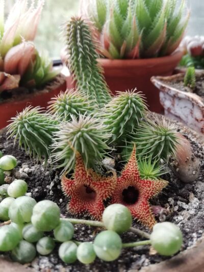 Huernia pilansii - Зображення 2