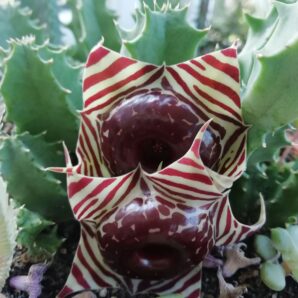 Huernia zebrina grandiflora