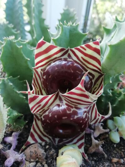 Huernia zebrina grandiflora