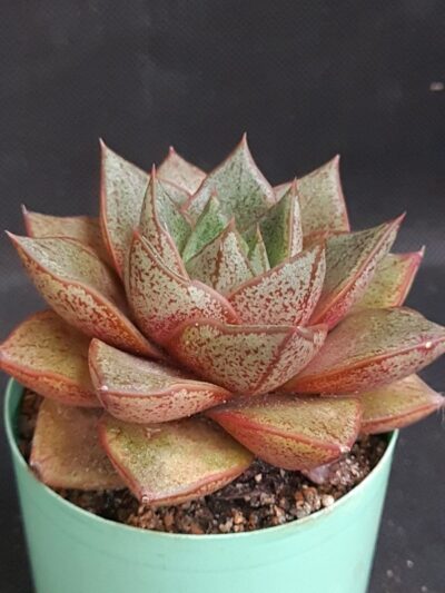 Echeveria purpusorum