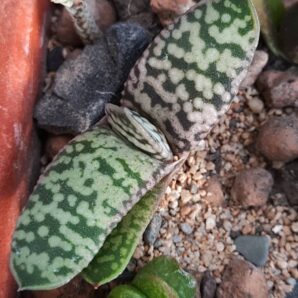 Gasteria Snowstorm