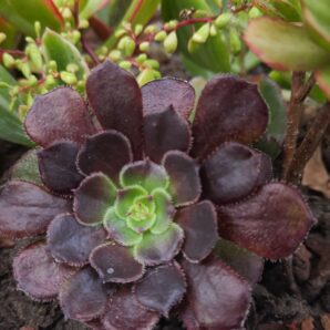 Aeonium Velour | 5