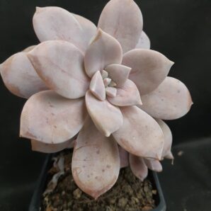 Graptopetalum Superbum