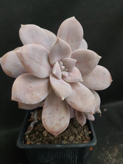 Graptopetalum Superbum