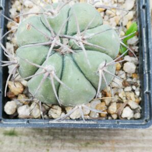 Echinocactus horizonthalonius