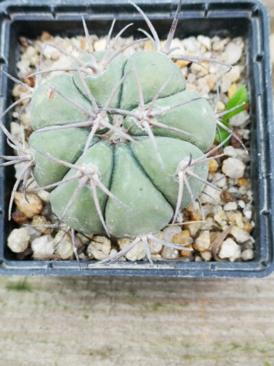 Echinocactus horizonthalonius