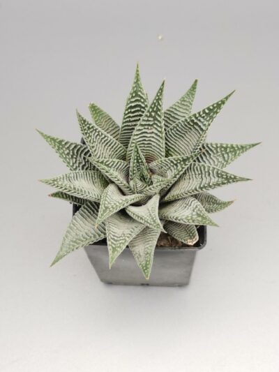 Haworthia spp.
