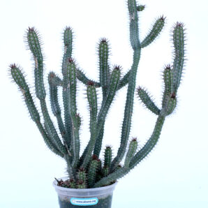 Euphorbia Baioensis