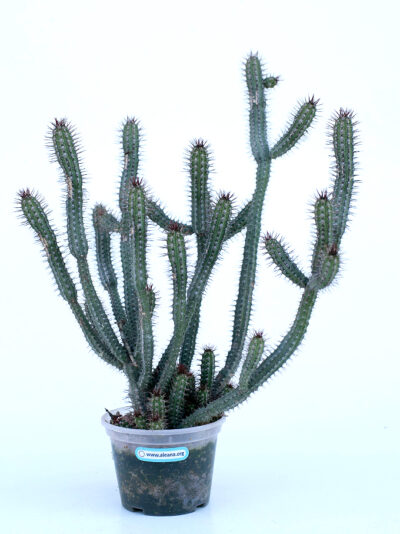 Euphorbia Baioensis