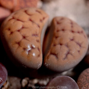 Lithops karasmontana семена