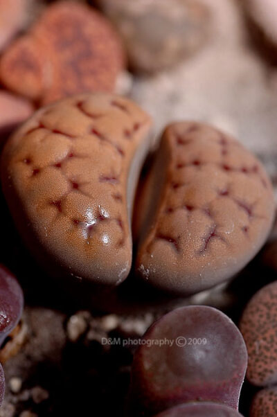 Lithops karasmontana семена