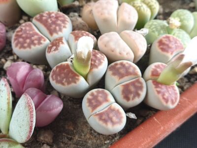 Lithops karasmontana summitatum