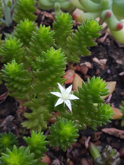 Sedum spiralis (Villadia batesii) - Зображення 2
