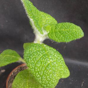 Sinningia bullata | 100