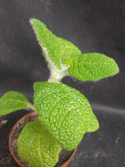 Sinningia bullata
