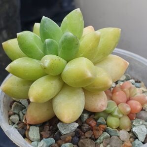 Pachyphytum compactum