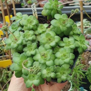 Crassula orbicularis