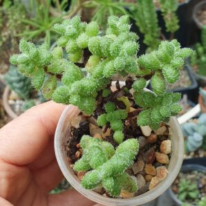 Crassula hitripes