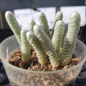 Avonia papyracea | 13
