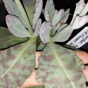 kalanchoe humilis Desert surprise(різновид з дорослим ажурним продовгуватим листом) зріз