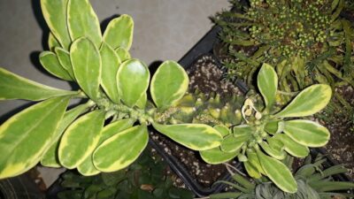 euphorbia neriifolia cristata variegata - Зображення 2