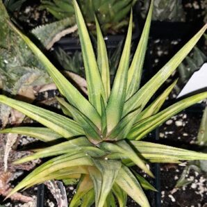 haworthia tortuosa yellow variegata горщик 9см