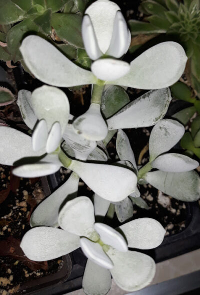 Cotyledon Orbiculata var. oophyla “Lady Fingers”
