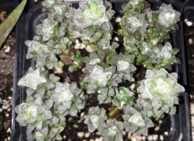Anacampseros filamentosa subs. tomentosa