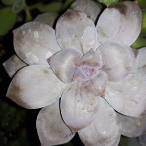 graptopetalum superbum зріз