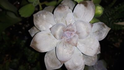 graptopetalum superbum зріз
