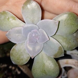 graptopetalum superbum зріз