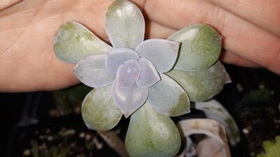 graptopetalum superbum зріз