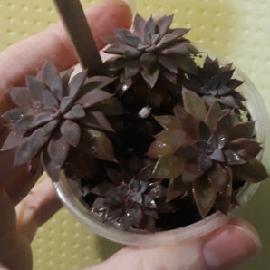 Graptopetalum RUSBYI | 61