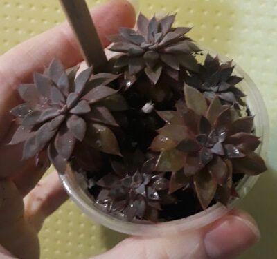 Graptopetalum RUSBYI