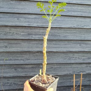 Pelargonium laxum