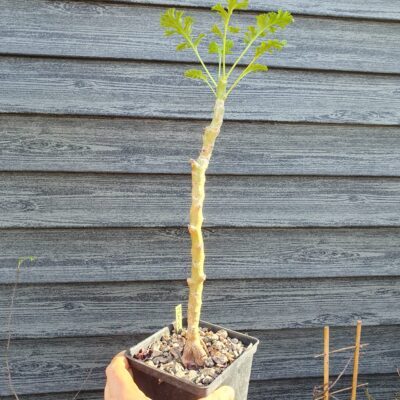 Pelargonium laxum