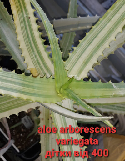 aloe arborescens variegata дітка