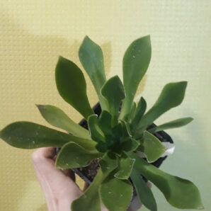 aeonium Rock Hopper горщик 9см