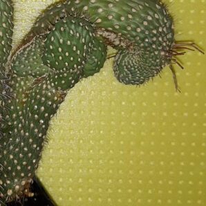 opuntia fulgida cristata/monstosa молода рослина