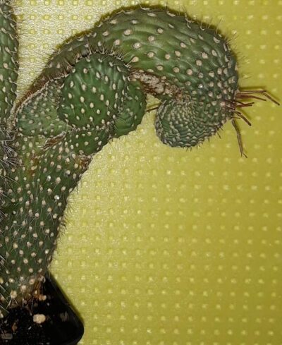 opuntia fulgida cristata/monstosa молода рослина